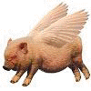 Flying Pig